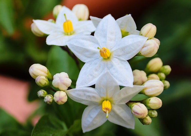 green_jasmine_tea_ha_giang_03